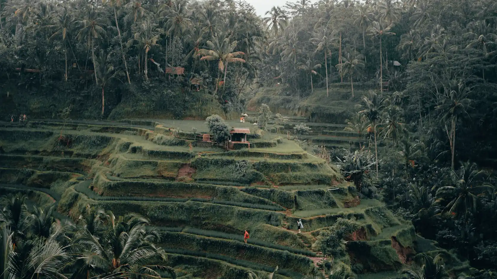 Real rice terraces in Tegallalang near Ubud, Bali